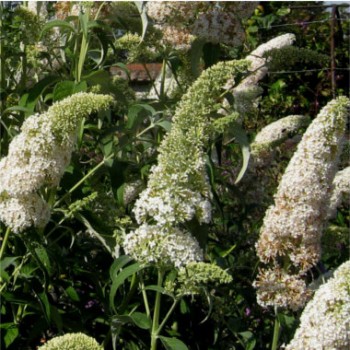 Fehér virágú nyáriorgona - Buddleja davidii White Profusion