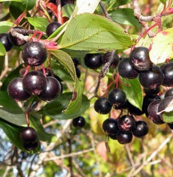 Fekete berkenye - Aronia melanocarpa