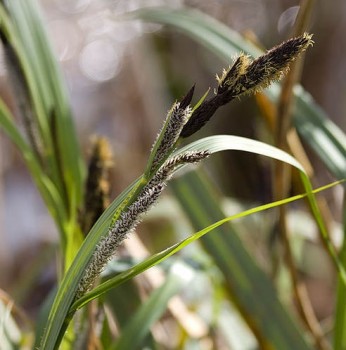 Fekete sás, Carex nigra, Fotó: Rictor Norton & David Allen, Flickr