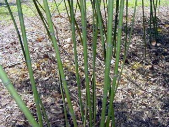 Phyllostachys flexuosa bambusz szárak - fotó a BAMBOOWEB.INFO oldalról
