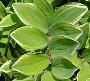 Fürtös salamonpecsét Polygonum multiflorum Variegata