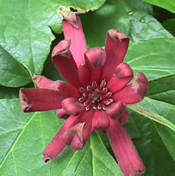 Illatos fűszercserje - Calycanthus floridus