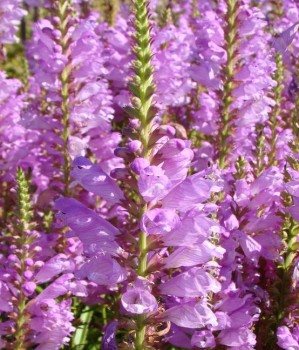 Füzérajak máriavirág rózsaszín Physostegia virginiana Vivid