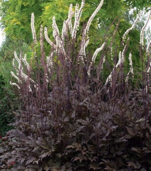 Fűzéres poloskavész, Poloskafű - Actaea simplex Black Negligee