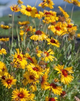 Kokárdavirág Gaillardia Amber Wheels