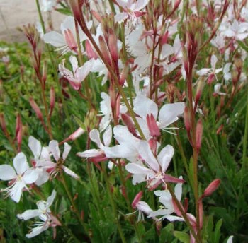 Évelő díszgyertya fehér Gaura lindheimeri Gambit White