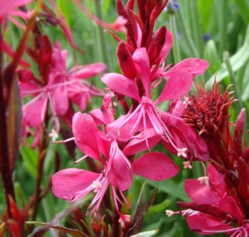 Évelő díszgyertya - Gaura Gaudi Red