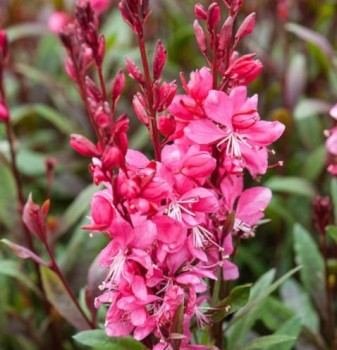 Évelő díszgyertya - Gaura lindheimeri Ruby Ruby