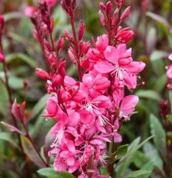 Évelő díszgyertya - Gaura lindheimeri Ruby Ruby