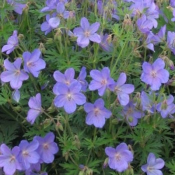 Kék virágú gólyaorr - Geranium Johnson 's Blue