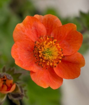 Gyömbérgyökér narancspiros – Geum coccineum Koi