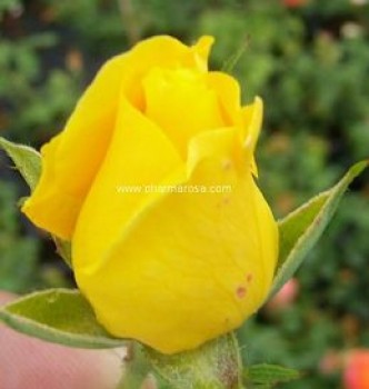 Sárga virágágyi ágyás rózsa - Rosa Golden Delight - Konténeres rózsa