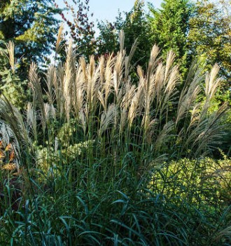 Molnárpántlika, Virágosnád - Miscanthus sinensis Graziella - Díszfű