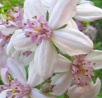 Hibrid Gyöngyvirágcserje Deutzia Mont Rose