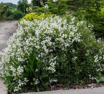 Törpe gyöngyvirágcserje - Deutzia gracilis Nikko Fotó:F. D. Richards, Flickr