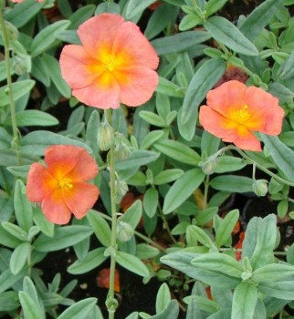 Napvirág narancspiros Helianthemum Fire Dragon