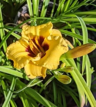 Sásliliom kanárisárga Hemerocallis Bumble Bee 