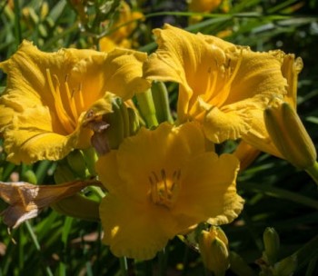 Hemerocallis Stella D'oro, Fotó: F. D. Richards, Flickr