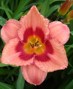 Rózsaszín sásliliom Hemerocallis Strawberry Candy
