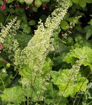 Heuchera villosa var. Macrorrhiza – Ezüst harangok