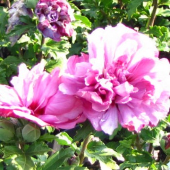 Sötét rózsaszínes piros virágú mályvacserje - Hibiscus syriacus Duc De Brabant