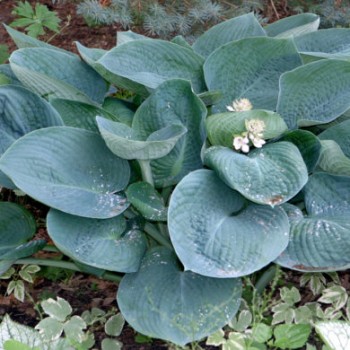 Kékes levelű árnyékliliom Hosta Abiqua Drinking Gourd