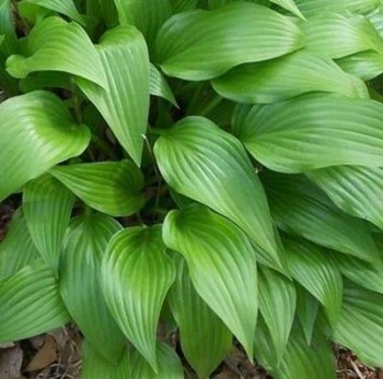 Lándzsalevelű árnyékliliom Hosta lancifolia árnyéki évelő