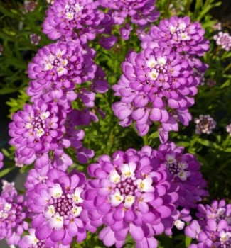 Iberis sempervirens Amethyst