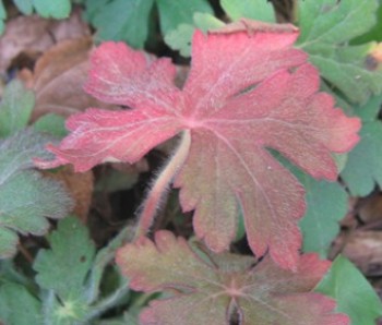 Illatos gólyaorr levél - Geranium