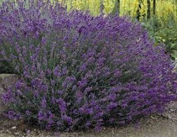 Levendula Lavandula angustifolia Hidcote cserepes fűszernövény