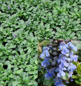 Indás ínfű liláskék virágú, Ajuga reptans Mid Blue