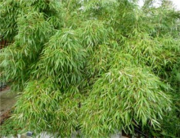 Indiai szökőkút bambusz - Yushania anceps
