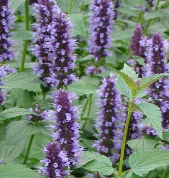 Izsópfű, Ánizs izsóp Agastache Blue Fortune