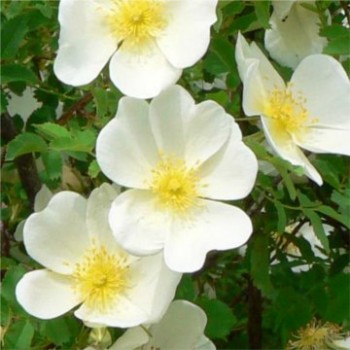 Jajrózsa - Rosa pimpinellifolia
