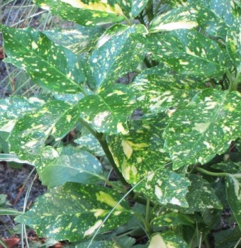 Japán babérsom Aucuba japonica Variegata