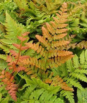 Japán ernyőpáfrány Dryopteris erythrosora