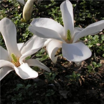 Fehér virágú liliomfa - Magnolia kobus