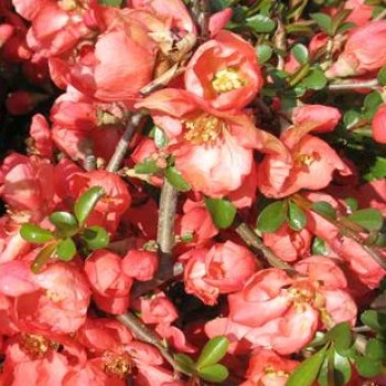 Japánbirs virágok - Chaenomeles japonica