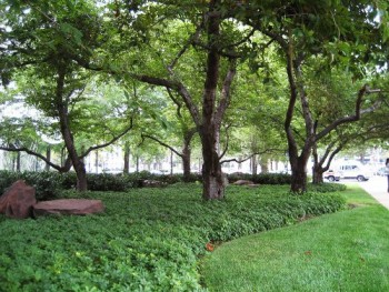 Örökzöld növények Japán kövérke - Pachysandra terminalis Forrás: http://landscapeofmeaning.blogspot.com/