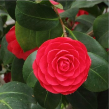 Kamélia - Camellia japonica Lady Campbell