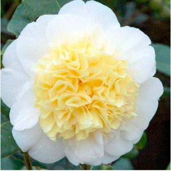 Kamélia - Camellia japonica Brushfields Yellow