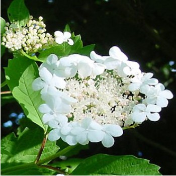 Kányabangita - Viburnum opulus