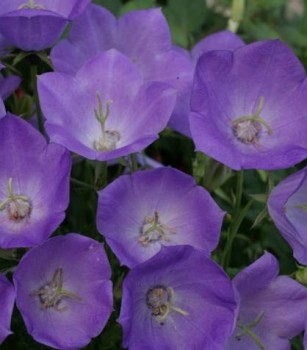 Kárpáti harangvirág Campanula carpatica Blue Uniform