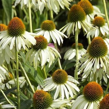 Kasvirág fehér Echinacea purpurea Alba cserepes évelő virág