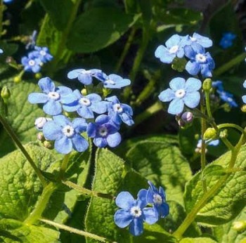 Kaukázusi nefelejcs Brunnera macrophylla