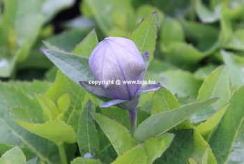 Léggömbvirág bimbó - Platycodon Astra Blue