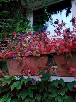 Kékgyökér - Ceratostigma talajtakaró őszi évelő virágok