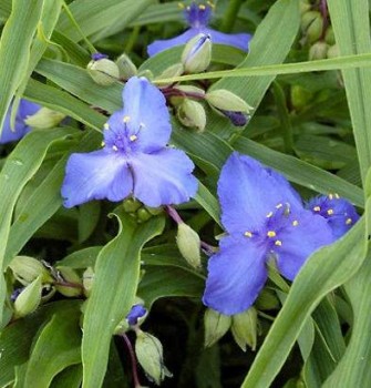 Kerti pletyka sötét kék Tradescantia Zwanenburg Blue