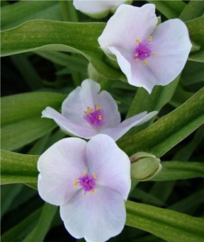 Kerti pletyka rózsaszín - Tradescantia