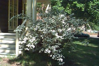 Kerti gyöngyvessző virágzó bokor - Spirea vanhouttei - Forrás: www.hort.uconn.edu